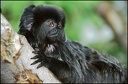 Kalimiko / Goeldi's monkey