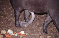 Tap?r jihoamerick? / South American Tapir