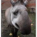 tapir_6614.jpg