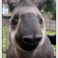 tapir_6623.jpg