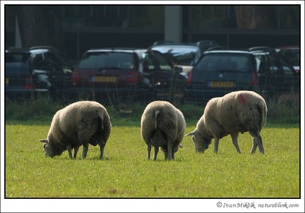 Ovce dom?c? / Domestic Sheep