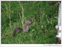 Veverka popelav? / Eastern Gray Squirrel