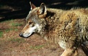 Vlk eurasijsk? / European Wolf