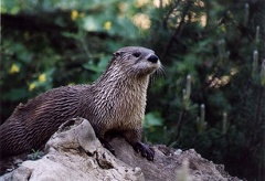 Vydra severoamerick? / Canadian river otter