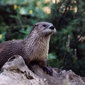 Vydra severoamerick? / Canadian river otter