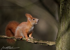Veverka obecna / Eurasian Squirrel