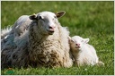 Ovce domaci / Sheep