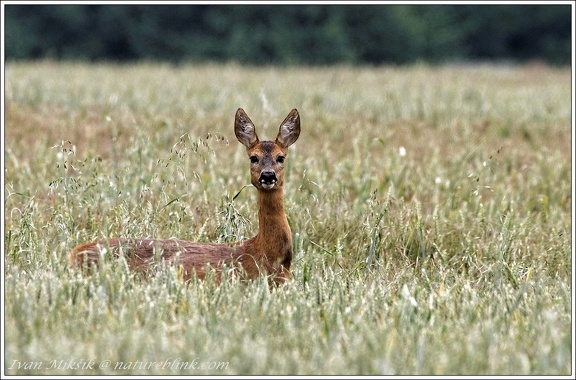 Srnec obecny / Roe Deer