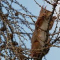 Veverka obecna / Eurasian red squirrel