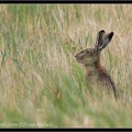 Zajíc polní / Hare
