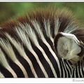 Zebra Gr?vyho / Grevy's Zebra