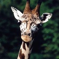 Zirafa / Giraffe