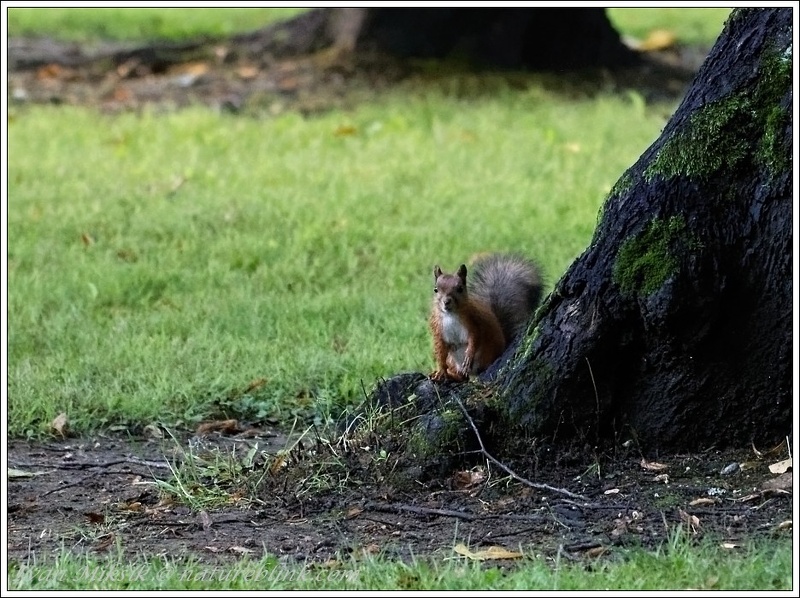 Veverka obecna / Red squirrel