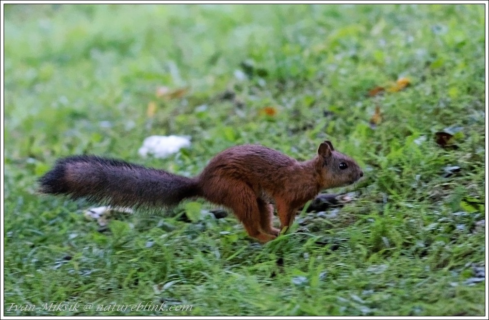 Veverka obecna / Red squirrel