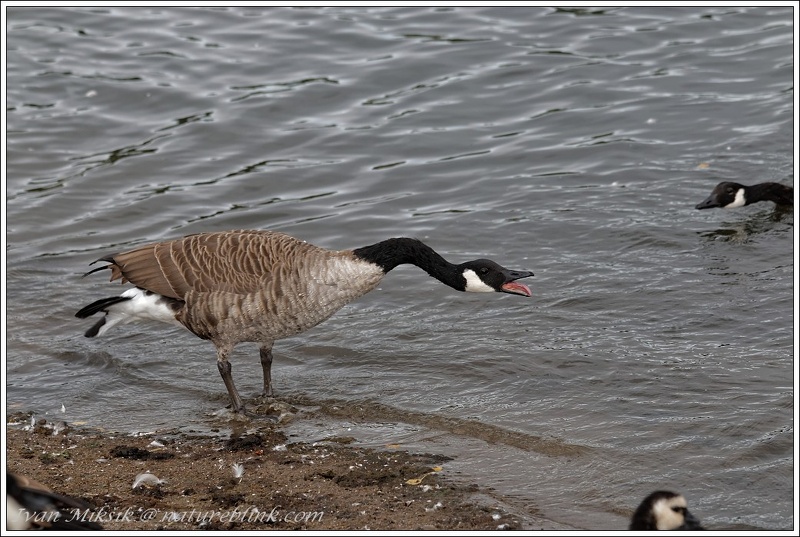 Berneska velka / Canada Goose