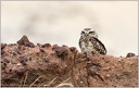 Burrowing Owl / Sycek kralici