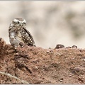 Burrowing Owl / Sycek kralici