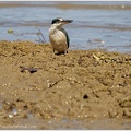 Sacred Kingfisher (Kotare) / Lednacek posvatny