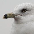 Racek delawarský / Ring-billed Gull
