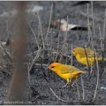 Orange-fronted Yellow-finch / Safranka mensi