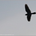Band-tailed Nighthawk / Lelek pruhoocasy