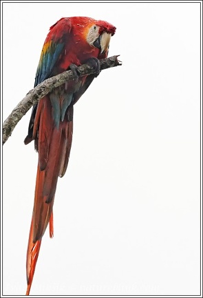 Scarlet Macaw / Ara arakanga