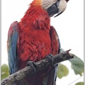 Scarlet Macaw / Ara arakanga