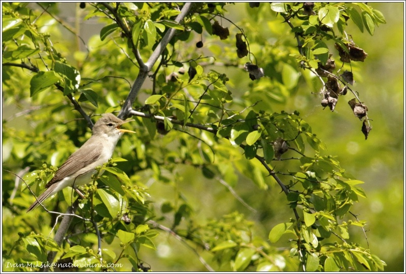 Sedmihlasek sedy/Olivaceous Warbler