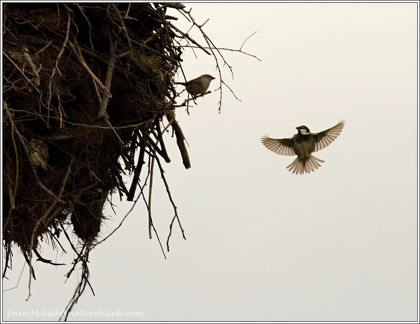 Vrabec pokrovni / Spanish Sparrow