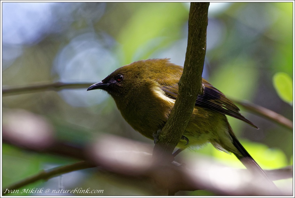 Bellbirds (Korimako, Makamako) / Medosavka novozelandska