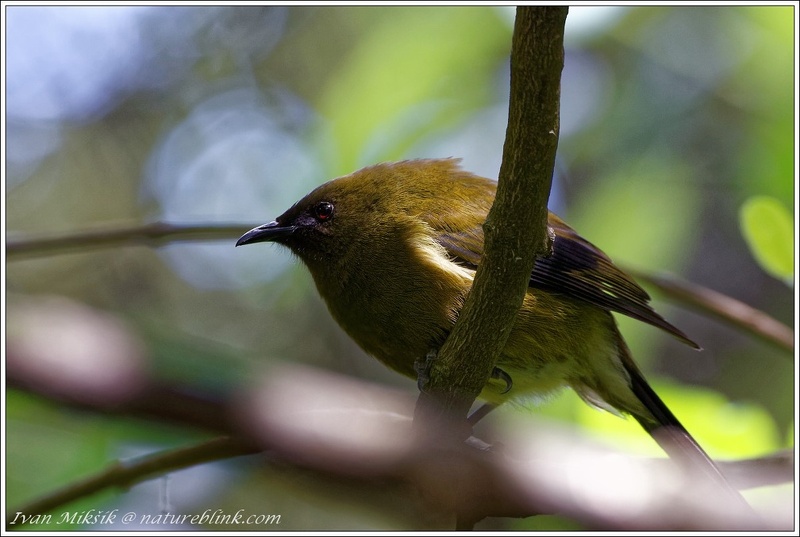 Bellbirds (Korimako, Makamako) / Medosavka novozelandska