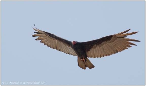 Turkey Vulture / Kondor krocanovity