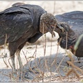 Kondor cerny / Black Vulture