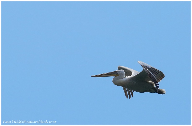Pelikan kaderavy / Dalmatian Pelican