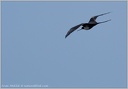 Magnificent Frigatebird / Fregatka vznesena