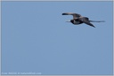 Magnificent Frigatebird / Fregatka vznesena