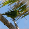 Red-crowned parakeet (Kakariki) / Kakariki rudocely
