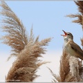 Rakosnik velky/Great Reed Warbler