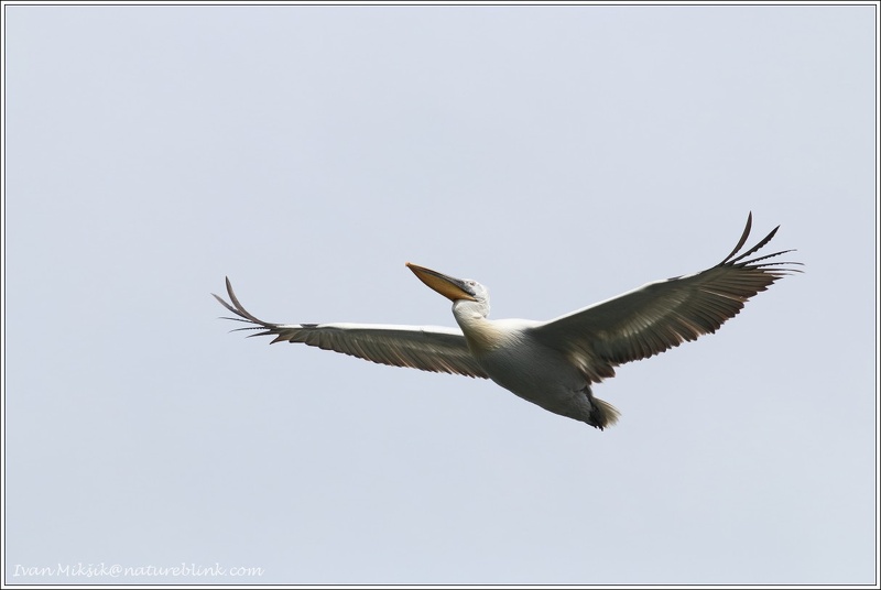 Pelikan kaderavy / Dalmatian Pelican