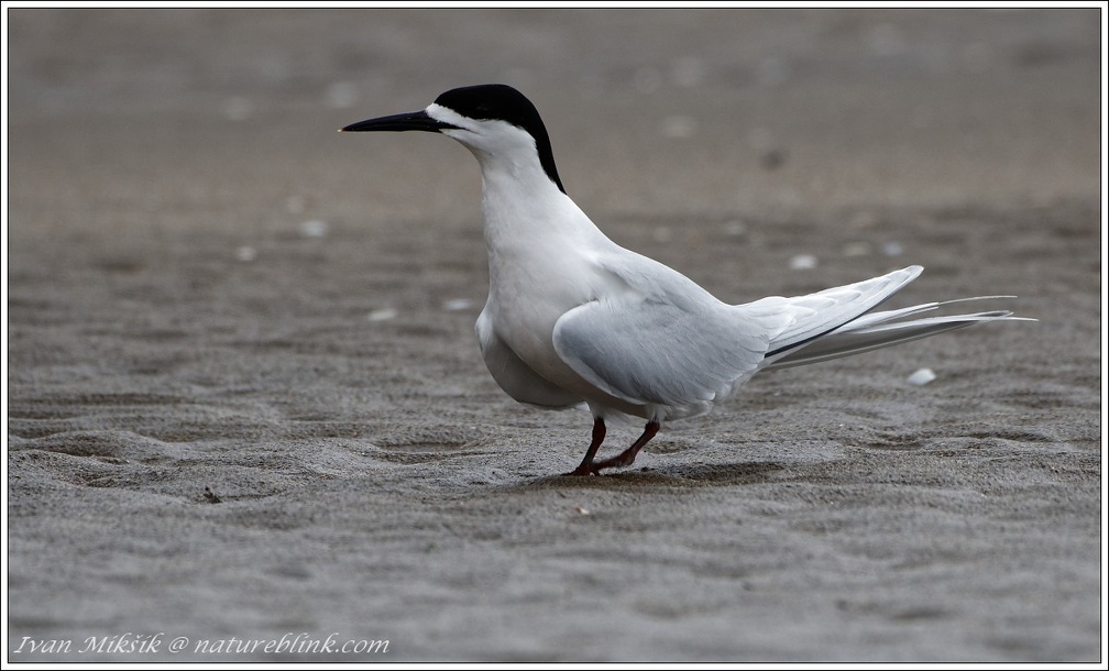 White-fronted Tern (Tara) /  Rybak belocely