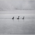Black Swan / Labut cerna