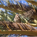 Vrabec domaci / House sparrow