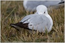 Black-billed Gull / Racek cernozoby