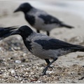 Hooded Crow / Vrana seda