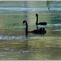 Black Swan / Labut cerna