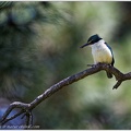 Kingfisher (Kotare, Sacret Kingfisher) / Lednacek posvatny