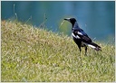 Australian Magpie / Fletnak australsky - New Zealand
