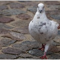 Feral Pigeon / Holub domaci