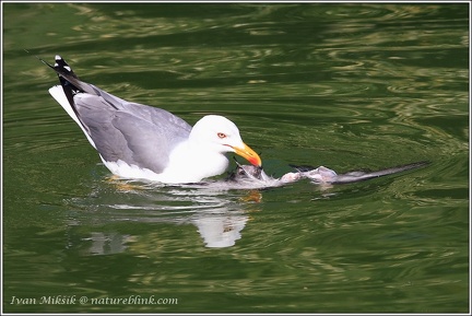 Racek stredomorsky / Yellow-legged Gull