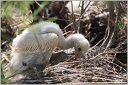 Kolpik bily / Eurasian Spoonbill